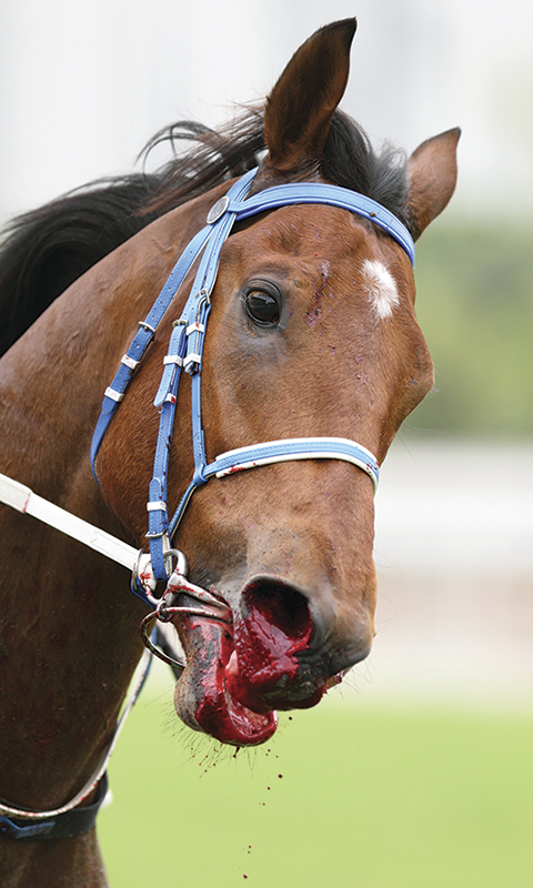 equine respiratory diseases, roa horses, inflammatory airway horse, horse nasal discharge, horse cough, horse nosebleeds