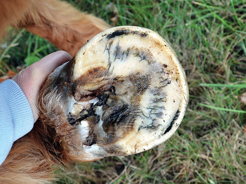 treathing thrush horses, preventing thrush horses, symptoms of horse thrush, anatomy of horse hoof, equine guelph 