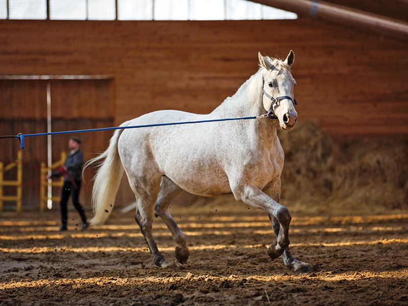 circle lunging horses, GROUNDWORK horses, exercises for horses, keeping a horse fit, jec ballou horse fitness, how to keep my horse healthy without riding, exercising a horse without riding