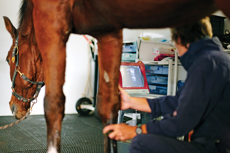 x rays horses, ultrasound horses, mri horse, laser therapy horse, what sort of imaging does my horse need, my horse is lame