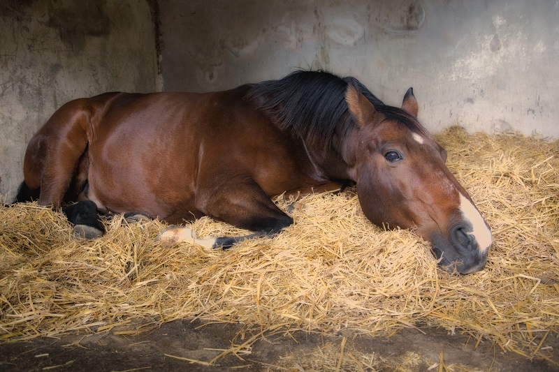 senior horses care, older horses weight loss, senior horse feed and nutrition, dental care senior horse