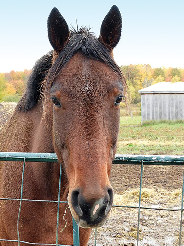 cantra, canadian therapeutic riding association, how to become certified cantra instructor, thereapeutic riding instructor, sunrise therapeutic riding & learning centre