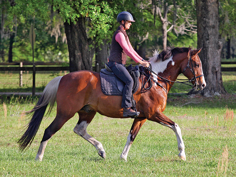 Karen Rohlf and Ovation, Karen Rohlf riding bitless, dressage naturally karen rohlf, grand prix dressage competitor trainers, interview with Karen Rohlf, riding dressage without bit, natural horsemanship dressage