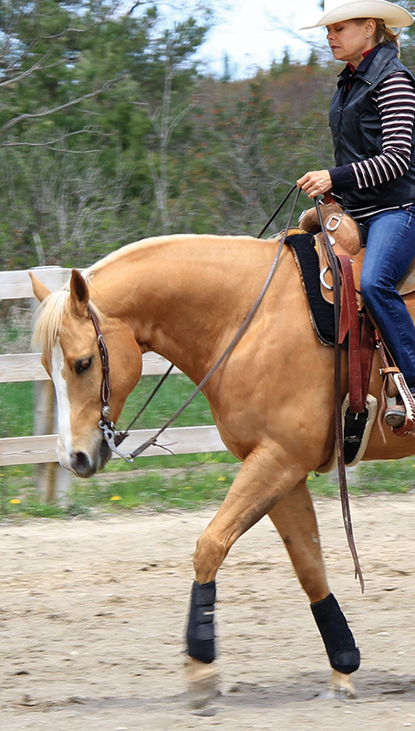 aqha horsemanship rules for reins, contact rules aqha