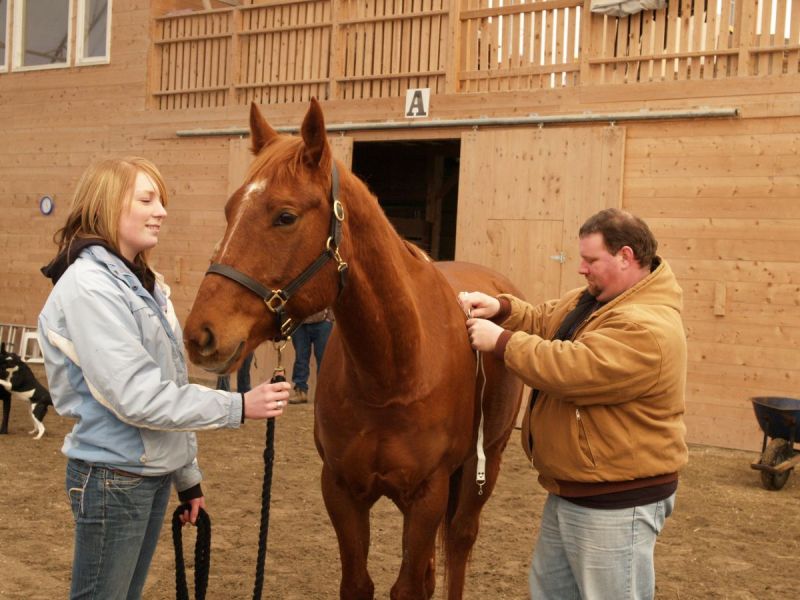 nutrition in timothy hay, nutrition in alfalfa horses, feeding horses without hay, nutrition for horses, feeding horses on a budget, equine nutrition