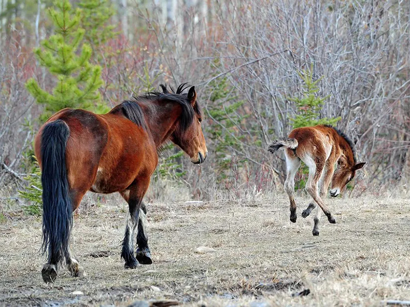 alberta wild horses, alberta wildies society, wild horse foals 2024