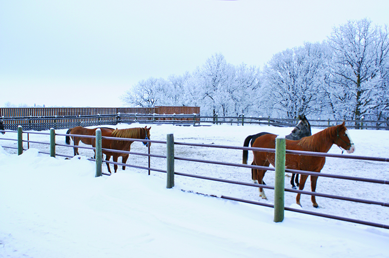 pmu industry canada, pmu horses for adoption, pmu mares for adoption, canada's equine ranches, shelagh niblock