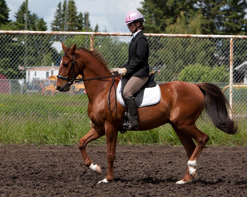 american saddlebred breed profile, versatile horses, american-bred horses