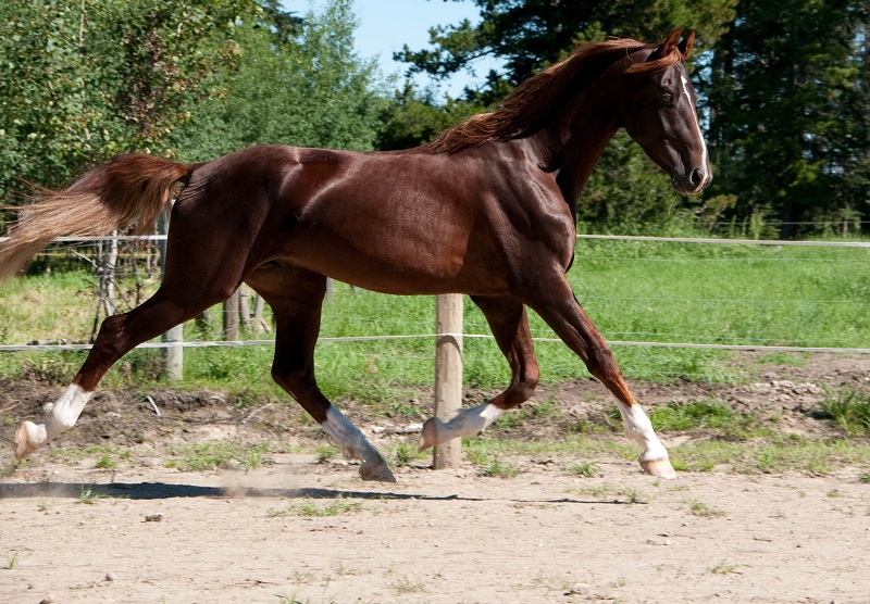 american saddlebred breed profile, versatile horses, american-bred horses