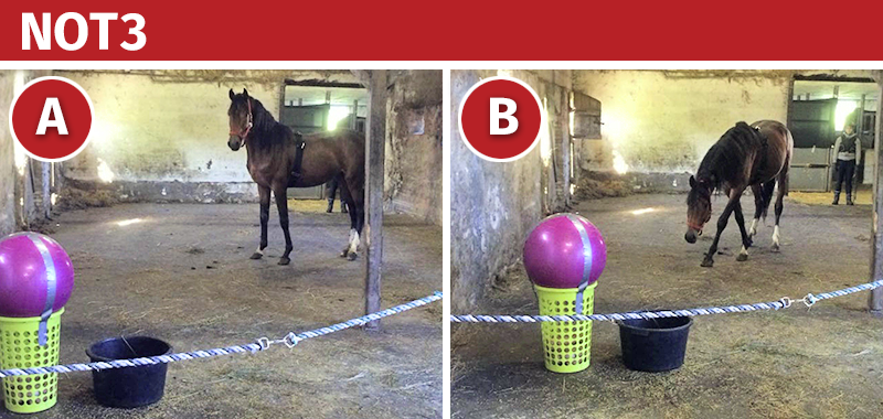anxious horse, bombproofing a foal, nervous foal, protecting foal, safety horses, international society for equitation science