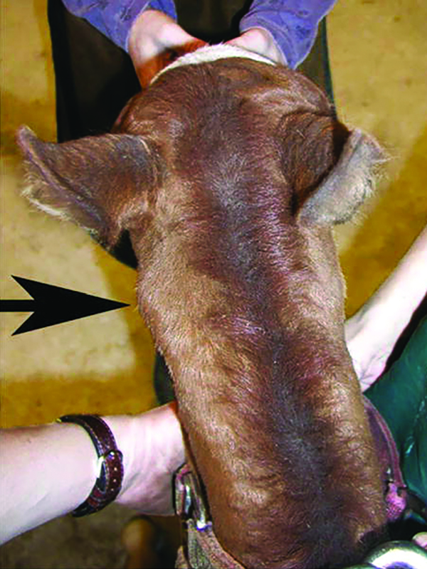 filly occipitoatlantoaxial malformation horses