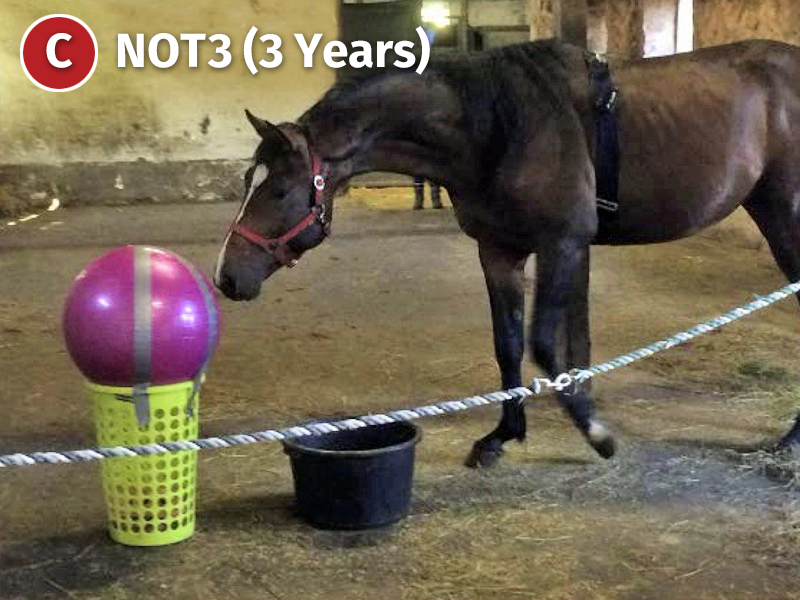 anxious horse, bombproofing a foal, nervous foal, protecting foal, safety horses, international society for equitation science