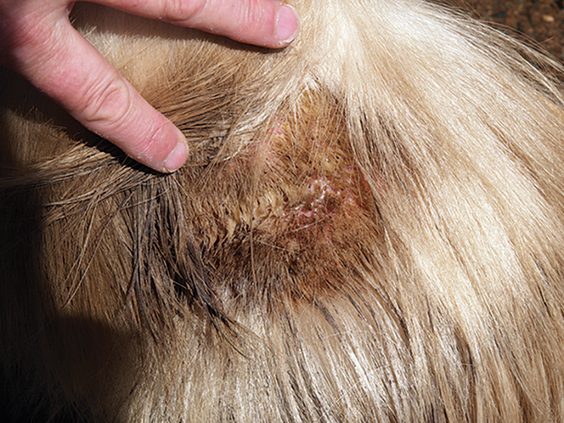 Symptoms Pastern Dermatitis horses, scratch horses
