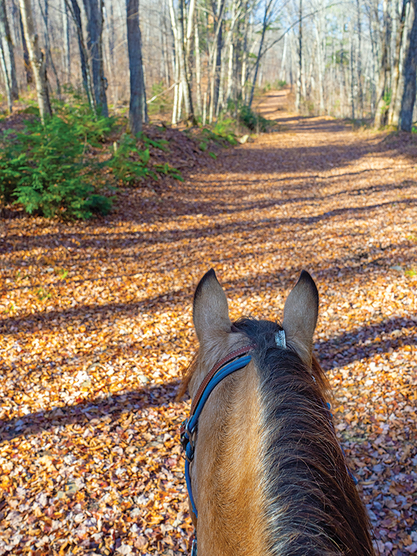 trail riding south algonquin equestrian trails