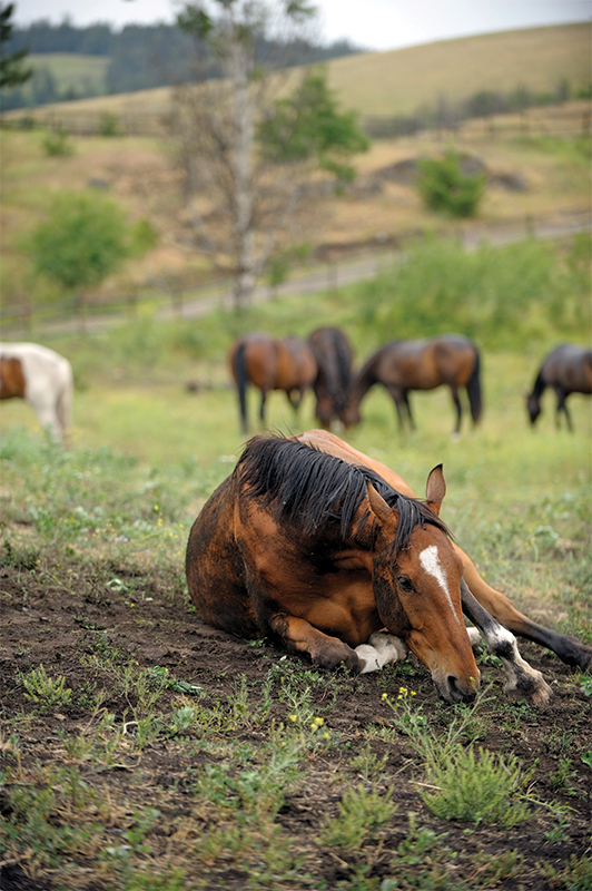 how to plan emergency horses, burwash equine services, dr. crystal lee burwash, ultrasound for horses, physical exam horses, abdominal tap horse, nasogastric tube horse, puncture wound horse