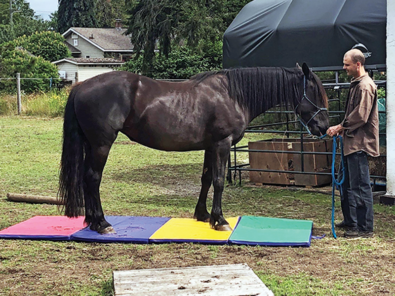 equine sports therapy, tracking system horse, how should a horse move, preventing a horse injury, lockie Phillips emotional horsemanship equine bodyworker, improve horse's body awareness