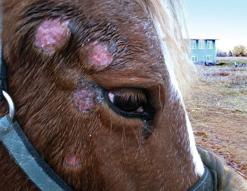 ringworm in horses, fungal infections horses, crusty sore patch horse