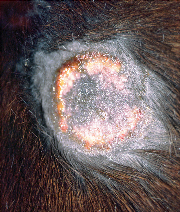 ringworm in horses, fungal infections horses, crusty sore patch horse