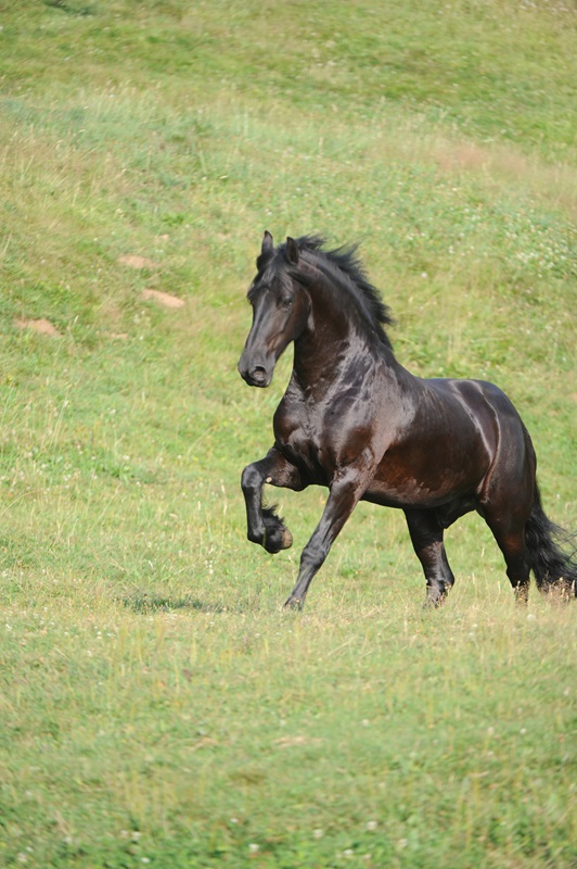 friesian horse in field, gorgeous friesian horse trotting