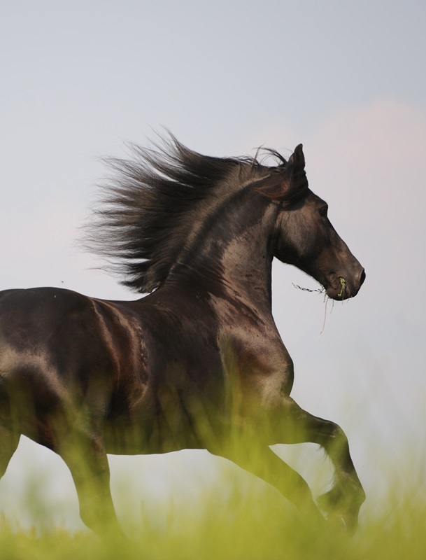 friesian horse trotting, beautiful friesian horse photo