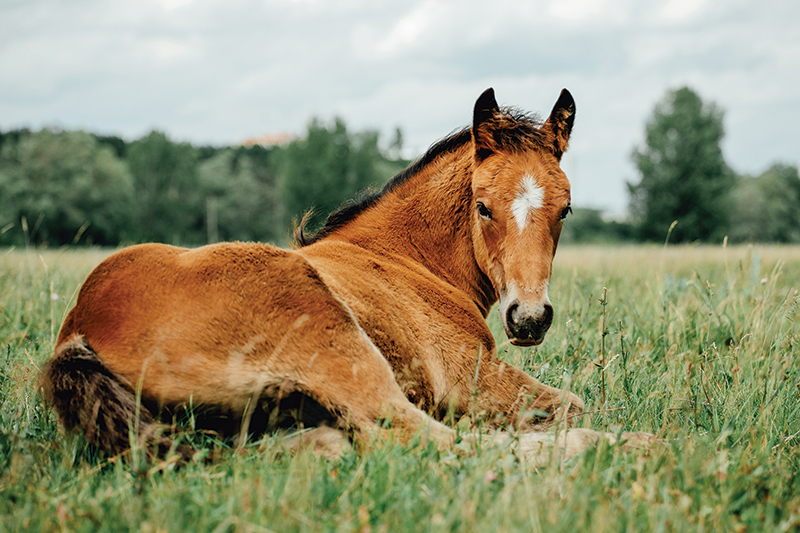 pmu industry canada, pmu horses for adoption, pmu mares for adoption, canada's equine ranches, shelagh niblock