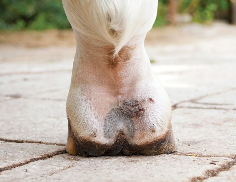 Symptoms Pastern Dermatitis horses, scratch horses