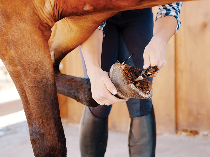 treathing thrush horses, preventing thrush horses, symptoms of horse thrush, anatomy of horse hoof, equine guelph 