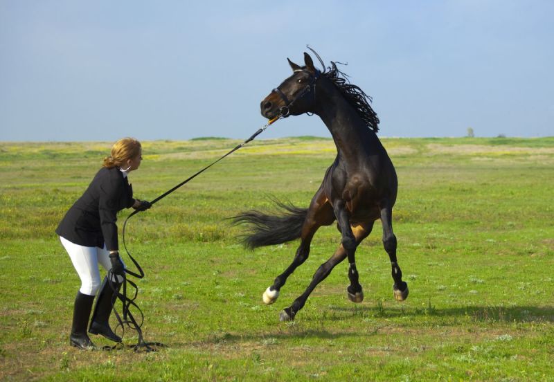 alexa linton whole horse, horse misbehaving, difficult horse, best way to train a horse, do horses have feelings?