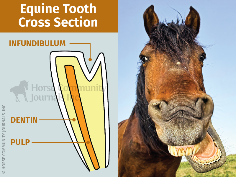 teeth equine, veterinary dental equine checkups, galvayne's groove, shelagh niblock, how to tell a horse age, hey good for horses teeth