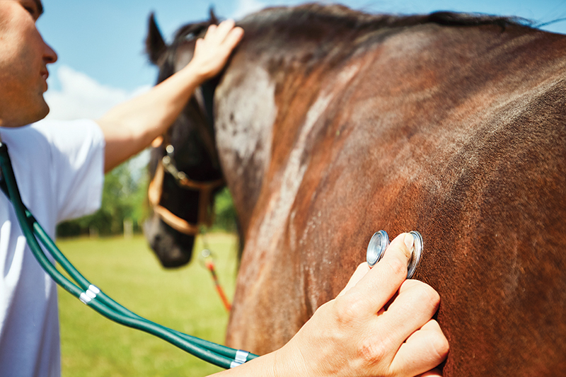 alternative treatments horse, laws for farriers canada, laws for equine massage, equine chiropractors, horse veterinary associations, injuries horses, horse castration