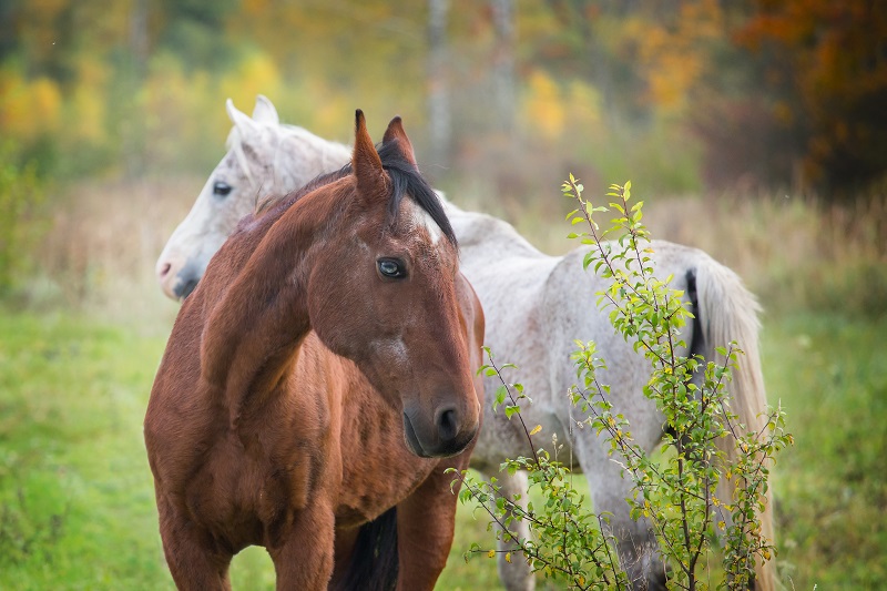 senior horses care, older horses weight loss, senior horse feed and nutrition, dental care senior horse