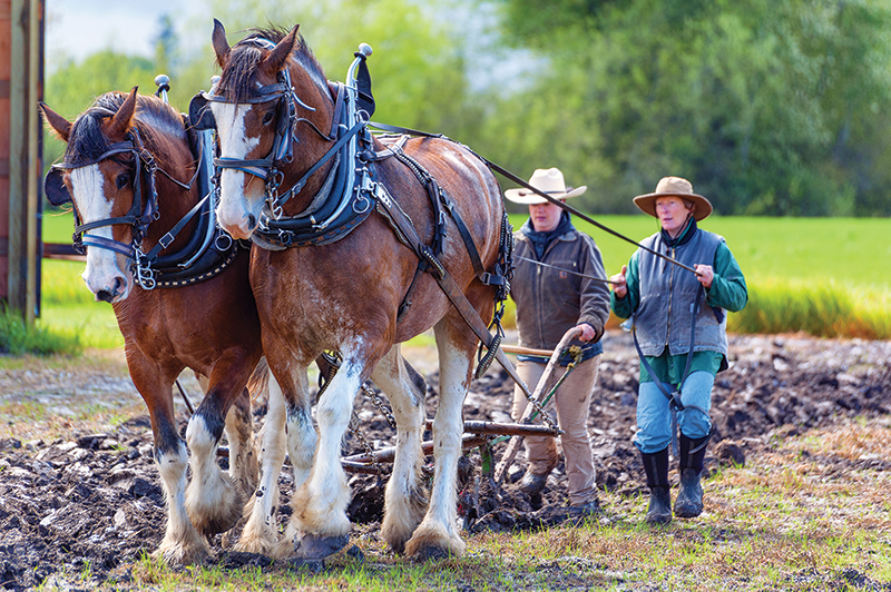 earning extra income horses, making money horses, tania millen, leasing a horse, composting manure