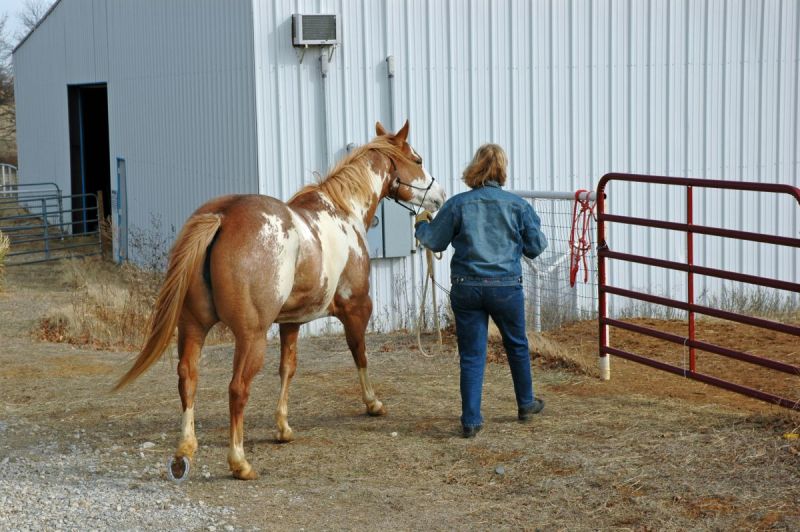 ehv-1 research, ontario veterinary college research, horse infection control, virus isolation horses, equine guelph