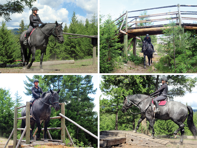 mountain trail horse, trail horses, oregon horse center, horse obstacles, tania millen, debbie hughes, bc mountain trail, imtca canada, dragonfly stable, grasswood horse park, hanging h arena, oak springs farm, sagewood trail course, shumway lake equestrian centre