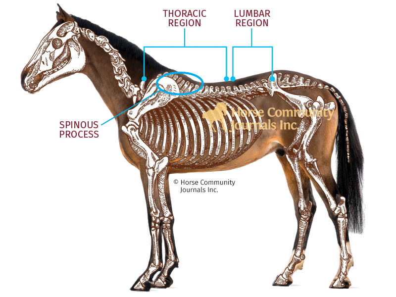horse back pain, poor saddle fit, horse laser therapy, equine shockwave therapy, equine kissing spine, x-rays equine back, sacroiliac pain horse, equine joint pain