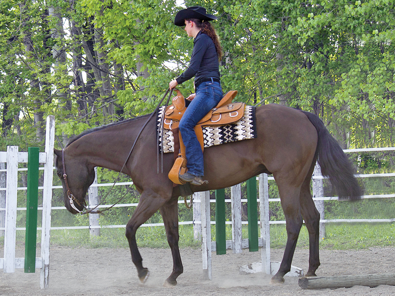 horse won't go through gate, gate exercises horses, competitive trail competitions, working equitation, mountain trail horse, extreme cowboy tests, horse afraid gate