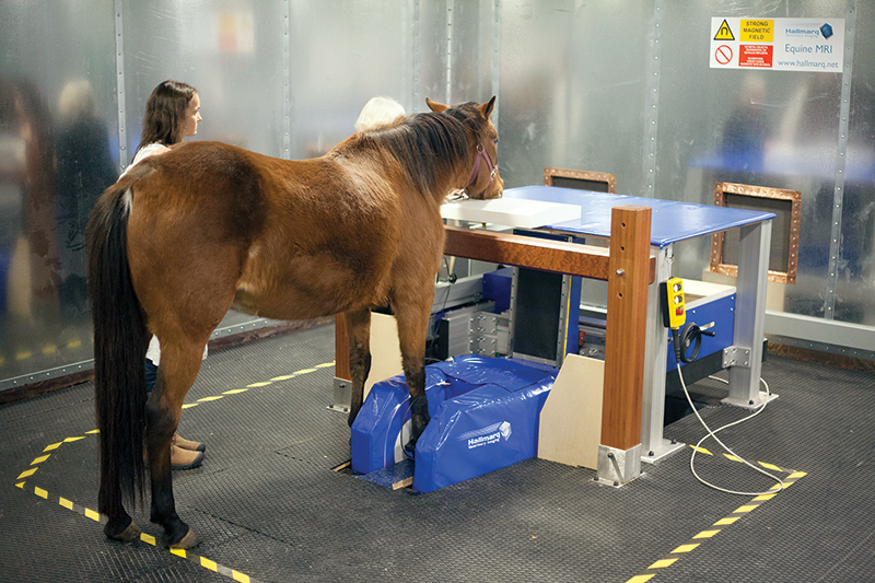 x rays horses, ultrasound horses, mri horse, laser therapy horse, what sort of imaging does my horse need, my horse is lame