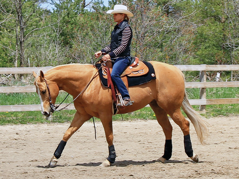 counter canter horse, cantering your horse, how to canter horse, how to prepare show ring, correcting horse's lead, how to keep my horse straight, lindsay grice