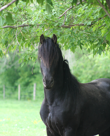 friesian horse wagner von donius by donius w, whispering hills friesians athabasca alberta