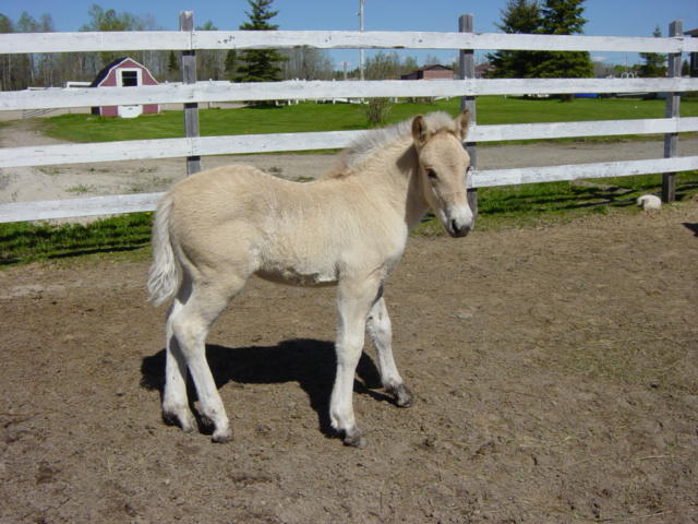 Norwegian Fjord, Asiatic wild horse or Przewalski horse, Highland Pony and the Icelandic Horse. Horses used by vikings, Beaver Dam Farm in Nova Scotia, American Driving Society (ADS), Wallace Point Fjords, Blue Raven Farm, and McKinnon’s Neck Farm