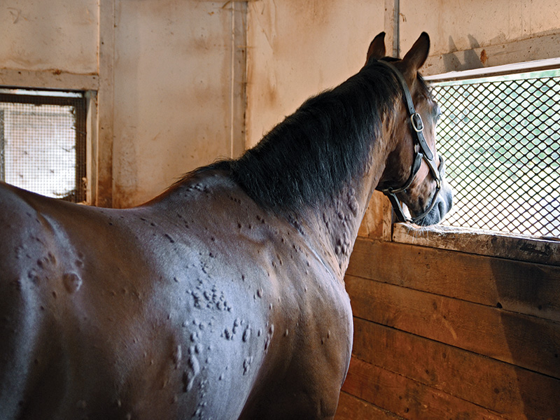 hives horse, horse bumps on skin, horse has allergies, skin allergy horses