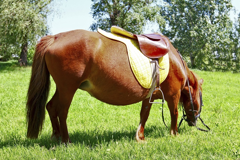 Equine Code of Practice, Equine Care, Equine Handling, Equine Code, Canada Equine Code, 2013 Equine Code, Judith Lavoie
