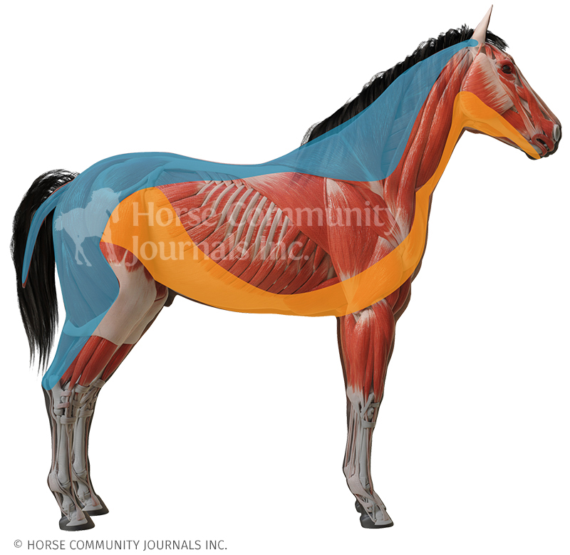the equine hyoid bone, does my horse have tmd? alexa linton, how to tell if my horse has an imbalance of the hyoid apparatus