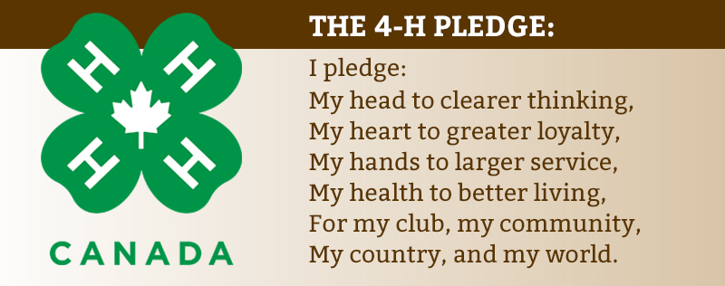 what is 4-h? how do I sign my child up for 4-h? 4-h riding lessons, horses in 4-h, shelagh niblock, what is a 4h project?
