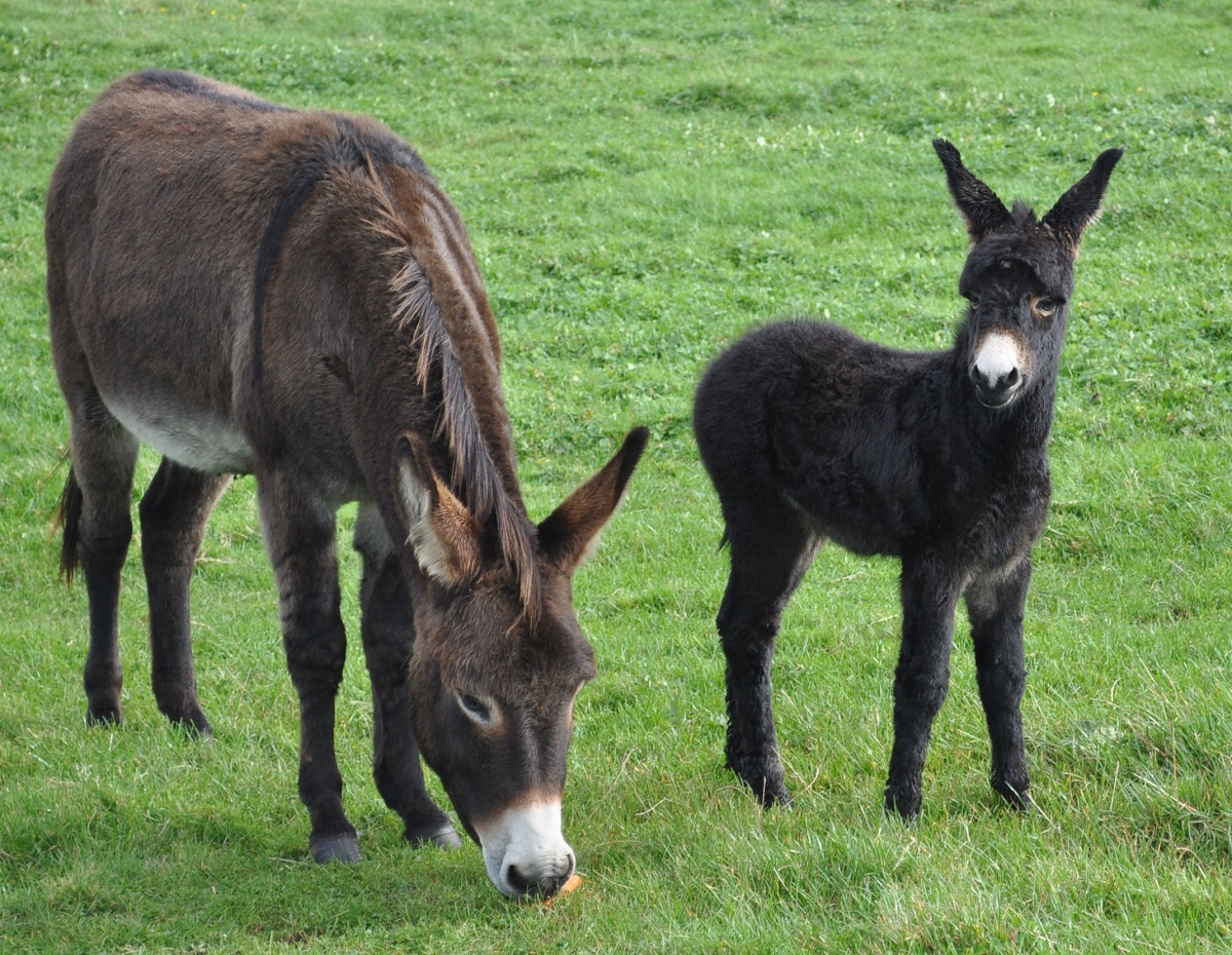 feeding differences between horses and donkeys,  what do donkeys eat?, donkey diet, donkey obesity, donkey feeding strategies, do donkeys and horses eat the same diet?