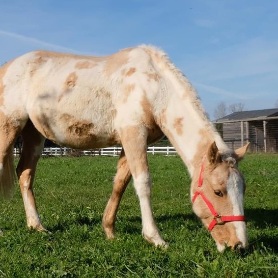 spca rescue horses, equine rescue adoption, horse rescue, bcspca