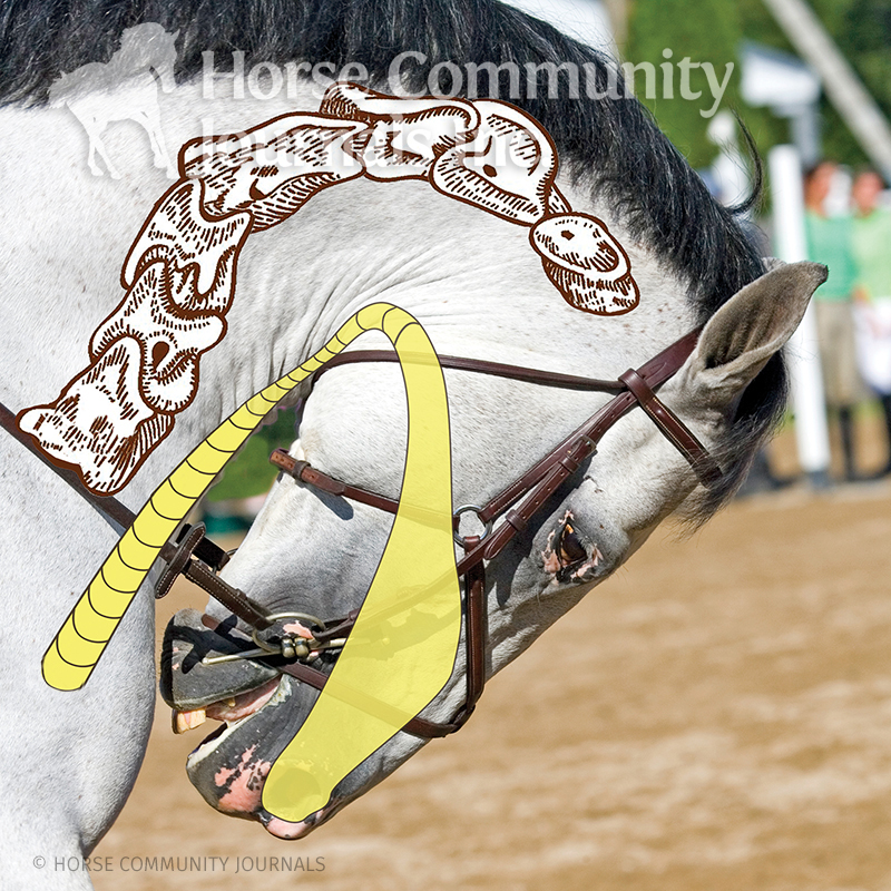 the equine hyoid bone, does my horse have tmd? alexa linton, how to tell if my horse has an imbalance of the hyoid apparatus