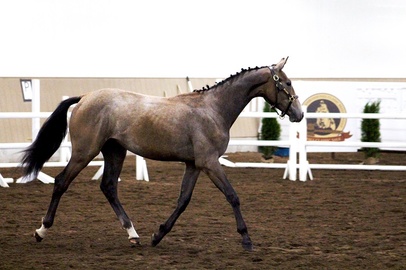 CWHBA Fall Classic Breeders Sale 2020, chelletto z warmblood, meer kat warmblood mare, nikita warmblood filly, abira warmblood yearling, sir peter in florence weanling, inshallah