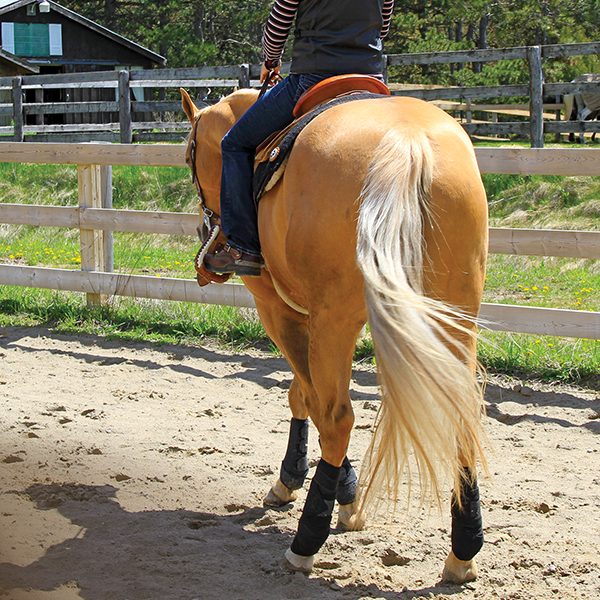 canter lead, correct canter lead, horse picks up wrong lead, lindsay grice horse trainer, my horse doesn't canter right, exercises to improve canter