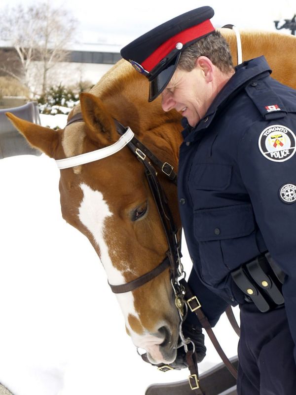 brigadier horse, toronto mounted police horses, canada's police horses, royal canadian mounted police, rcmp mounted unit